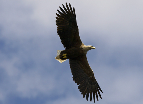 White tailed eagleflying in the sky