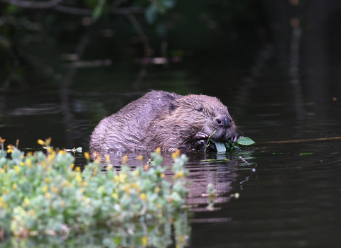 Beaver (C)David Parkyn Cornwall Wildlife Trust