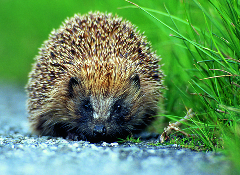 Hedgehog by Darin Smith