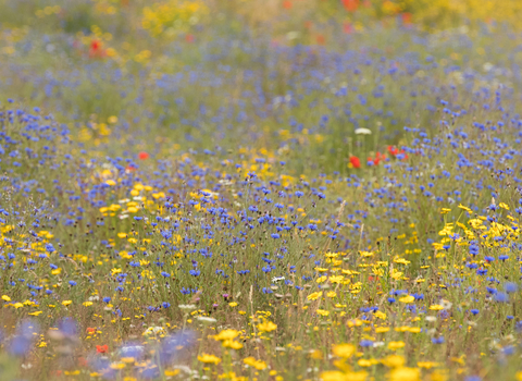 Wildflowers on farmland © James Adler