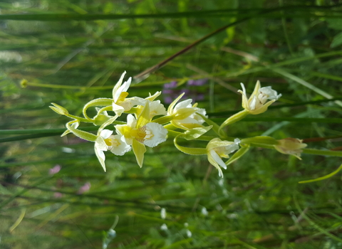 pale form of Marsh Helleborine 