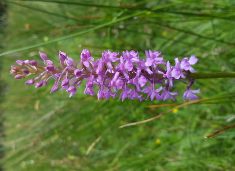 Marsh Fragrant-orchid 