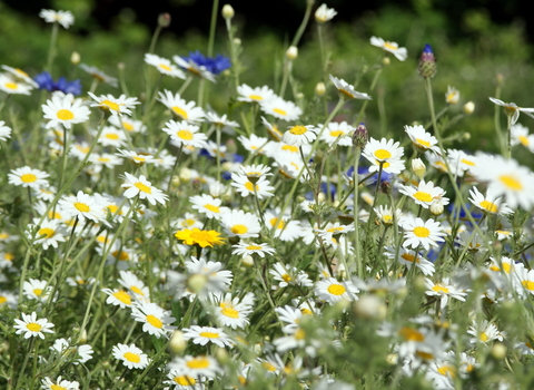 Wildflower meadow