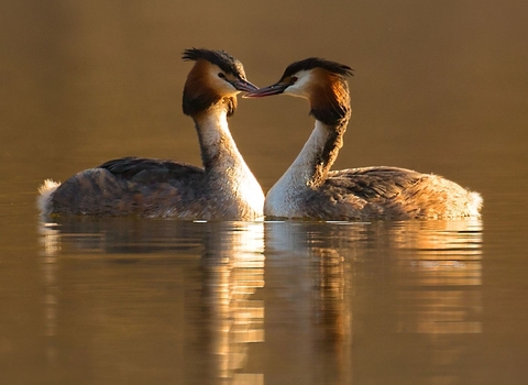 Grebe © Jon Hawkins - Surrey Hills Photography