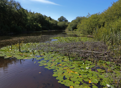 Newchurch Moors © Ian Pratt