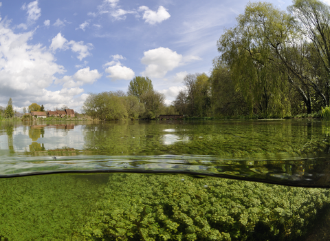 River Itchen © Linda Pitkin/2020VISION