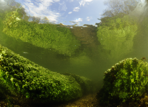 Aquatic plants underwater in the River Itchen © Linda Pitkin/2020VISION