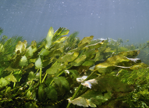 Aquatic plants in the River Itchen © Linda Pitkin/2020VISION