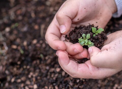 Children's hands holding soil