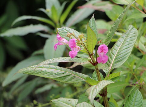 Himalayan balsam © Lianne de Mello