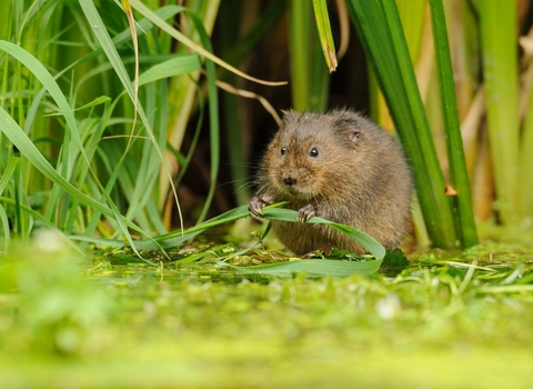 water vole wildlife trust