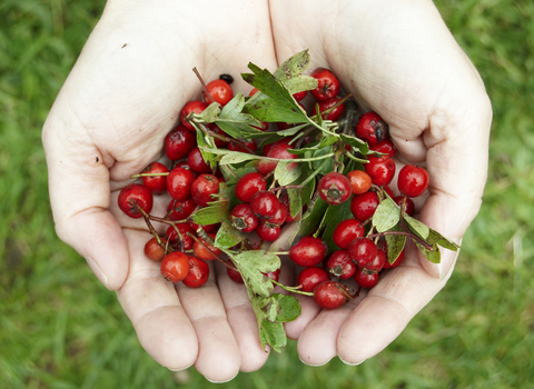 Hawthorn berries © Alan Price