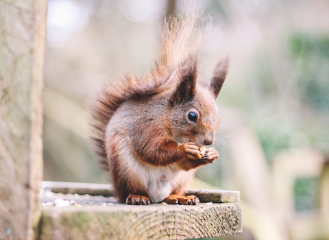 Red Squirrels feeding at hide 