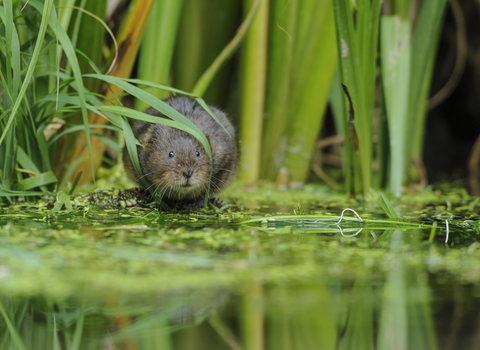 Water Vole