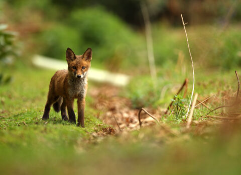 Fox in woodland