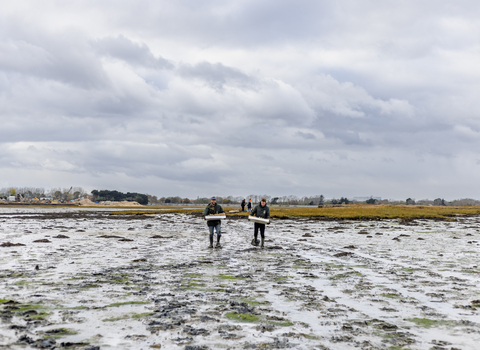 Solent Seagrass restoration volunteers walking across mudflats