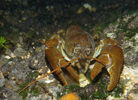 White-clawed crayfish underwater