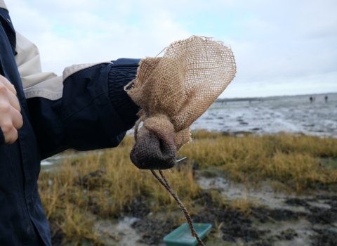 holding seed sack at planting site