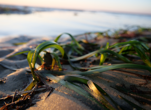 Seagrass deployment at Seaview