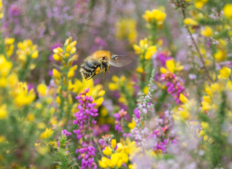 Bee in flowers