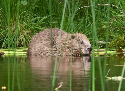 Adult beaver in river 
