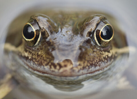 Common frog in water close-up