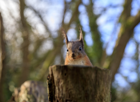 Squirrel peeking over tree stump