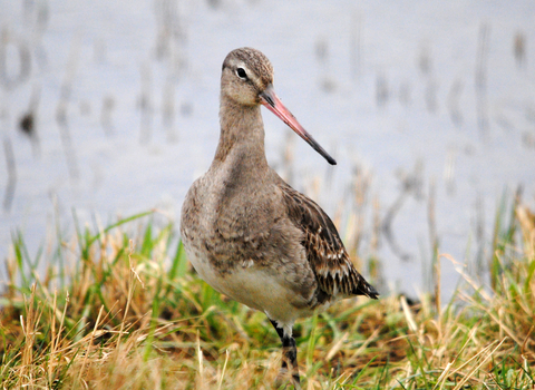 Black-tailed godwit