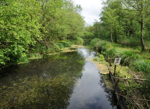 River at Greywell Moors