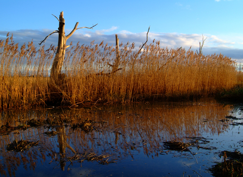 Reed beds at Lower Test Nature Reserve