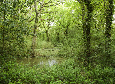 Ningwood Common 