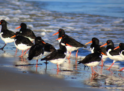 Oystercatchers along the shoreline