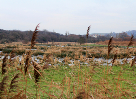 Sandown Meadows 