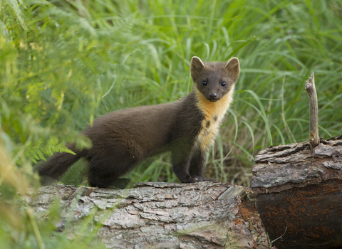 A pine marten standing on a log, looking towards the camera