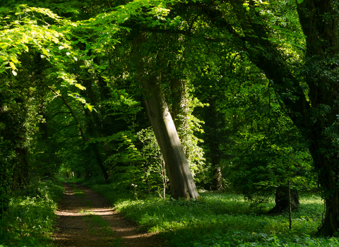 Chappetts Copse