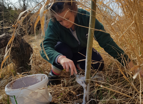 person installing Beaver management methods