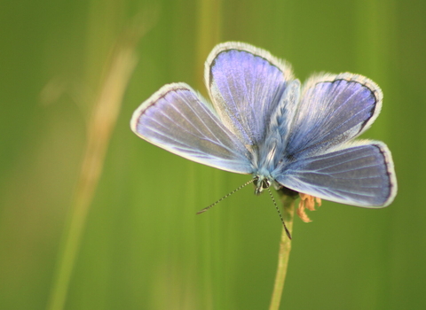 A common blue butterfly perched on a grass head, with its blue wings spread open