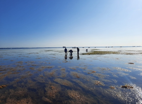 Three volunteers wading in a seagrass meadow collecting seed