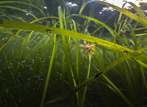 Stalked jellyfish on green seagrass