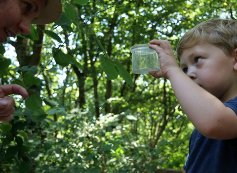 Child looking at an insect in a pot