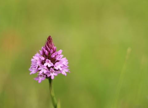 Purple pyramidal orchid and green background 