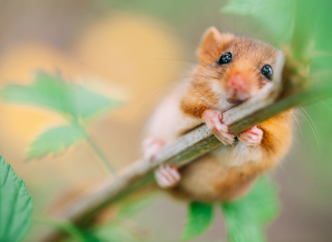 Dormouse
