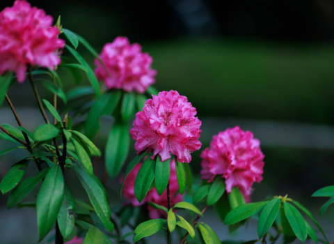 Pink flowers and green leaves