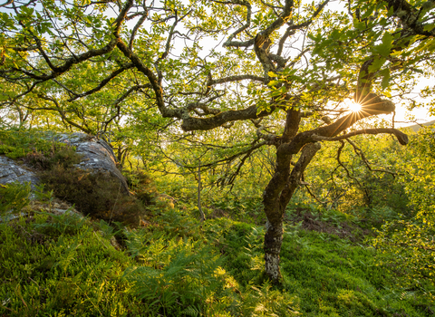 Moss covered tree in an area of rainforest