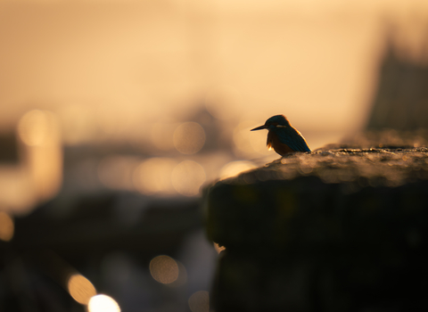 a silhouetted kingfisher sitting on a sea wall backlit by an orange sunrise