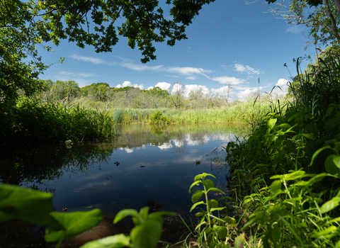 Expanded Lymington Reedbeds Nature Reserve with river and surrounding vegetation 