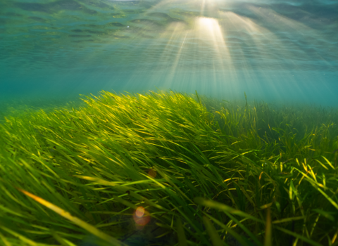 Long lush green seagrass flowing underwater. Bright blue sea background with the light shining through it