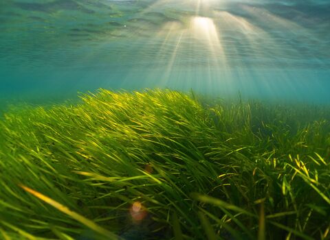 seagrass meadow 