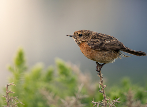 Stonechat
