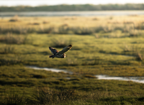 Short-eared owl 